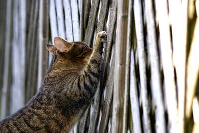 Cat looking away