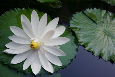 Close-up of white flower