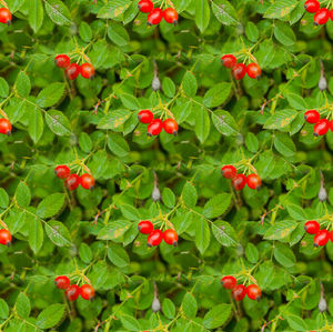 Red berries growing on plant