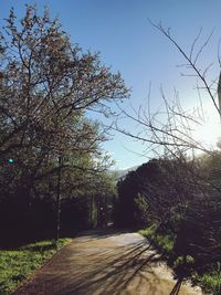 Road amidst trees in forest against clear sky