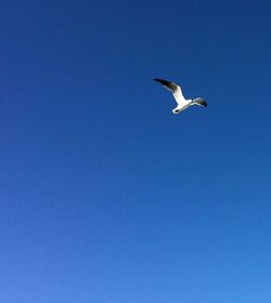 Low angle view of bird flying against clear blue sky