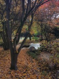 Trees growing by river in forest during autumn