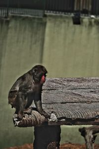 Monkey looking away while sitting on wood