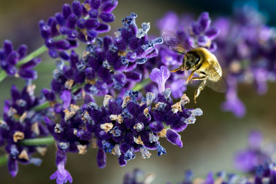 Honey bee on lavender flower