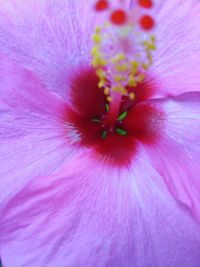 Macro shot of pink flower