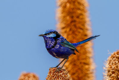 Low angle view of bird perching on the sky