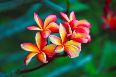 Close-up of red flowering plant
