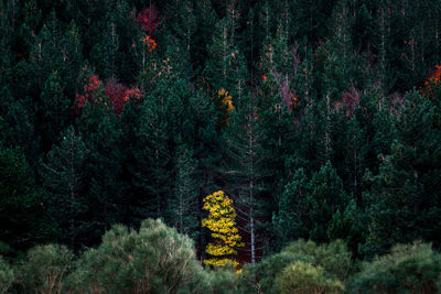 Pine trees in forest during autumn