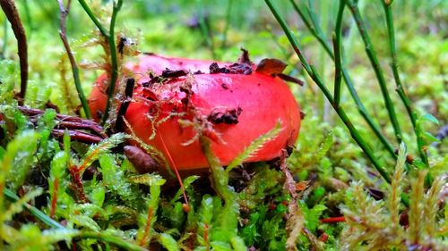 Close-up of plant growing on field