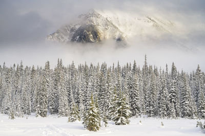 Moody mountain peaking out through the clouds over snow covered trees