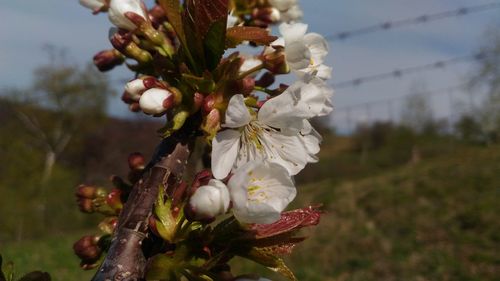 Close-up of fresh flowers blooming on tree