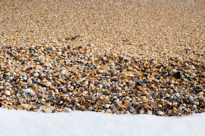 High angle view of seashells at beach