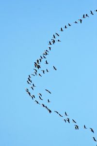 Flock of birds