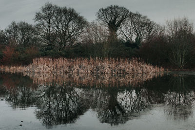 Scenic view of lake by trees against sky
