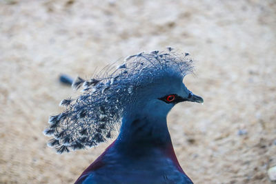 Close-up of bird