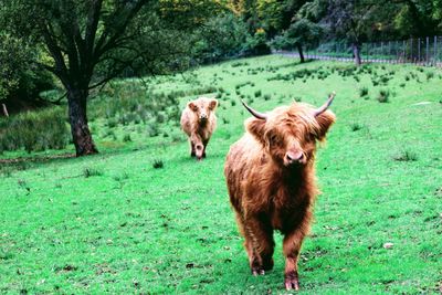 Cow standing in a field