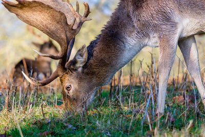 Close-up of deer grazing on field