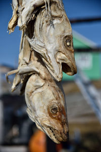 Close-up of lion statue