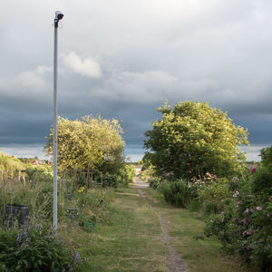 Plants growing on land against sky