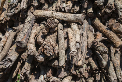 Full frame shot of tree trunk in forest