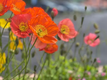 Close-up of orange poppy flowers