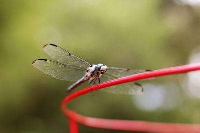 Close-up of damselfly on leaf