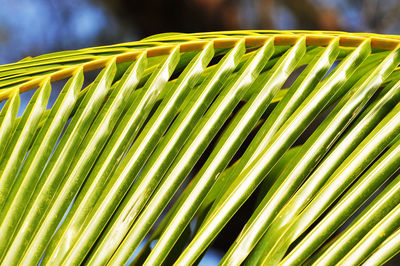 Close-up of palm leaves on sunny day
