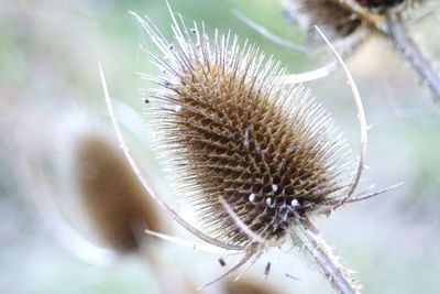 Close-up of plant