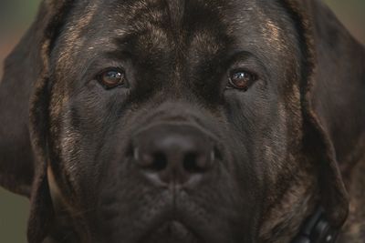 Close-up portrait of black dog