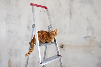 High angle view of cat on floor against wall