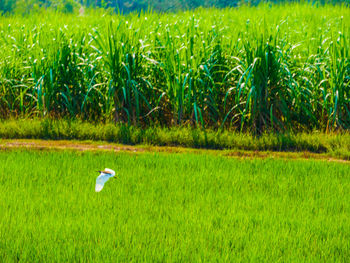 View of a bird on field