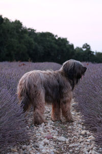 View of dog walking on field