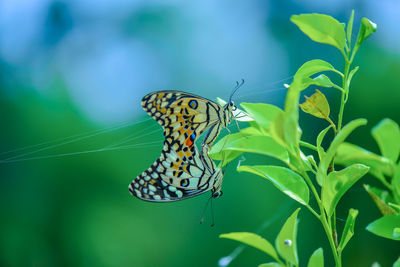 Butterfly on plant