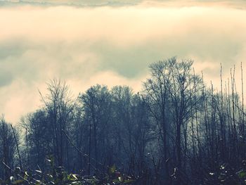 Bare trees in forest against sky