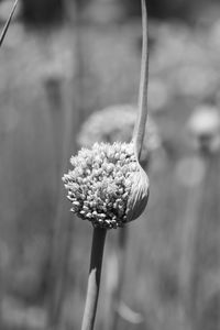 Close-up of allium bud