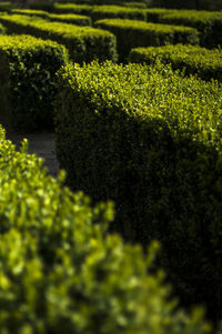 Full frame shot of plants growing on field