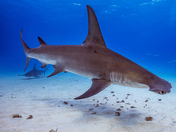 Fish swimming in sea