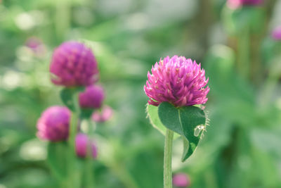 Close-up of pink flowering plant