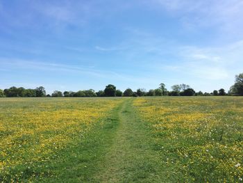 Scenic view of field against sky