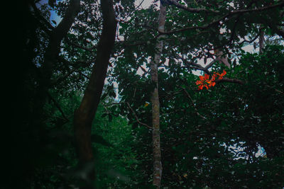 Trees and plants in forest