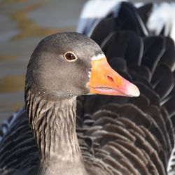 Close-up of a bird