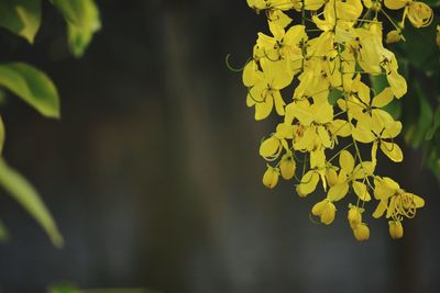 Close-up of yellow flowering plant