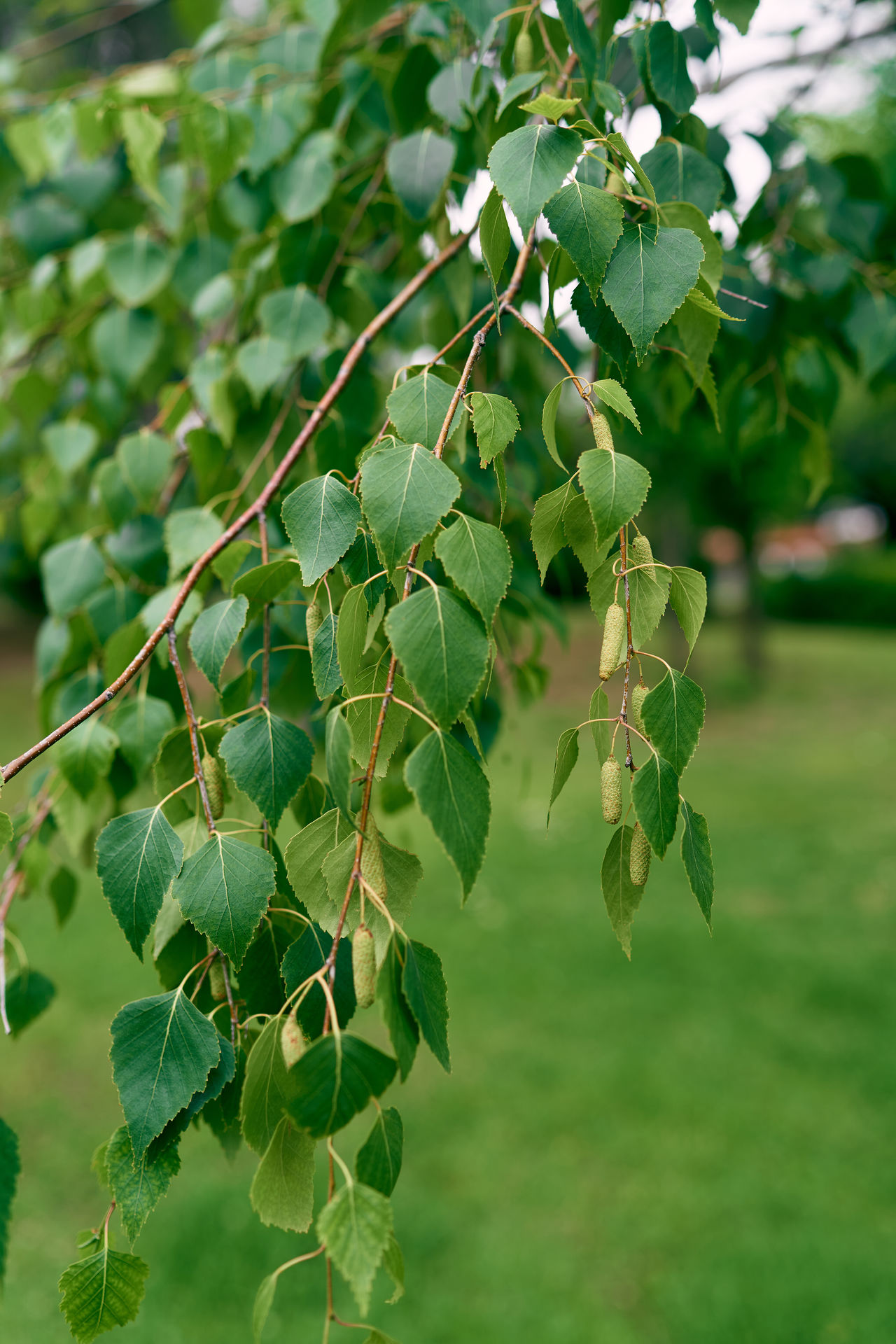 Catkins