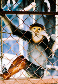 Portrait of monkey in cage