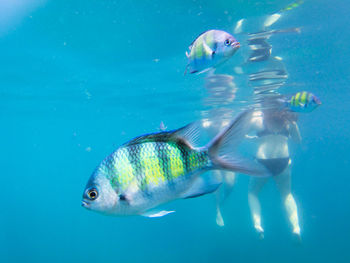 Fish swimming in sea