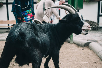 Black goat posing in berlin zoo