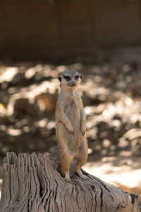 Portrait of monkey sitting on rock