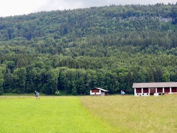 Scenic view of trees on field