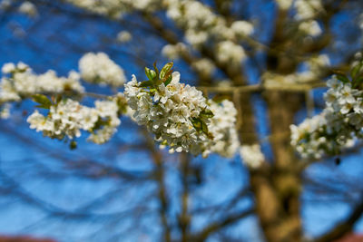 Close-up of white cherry blossom tree