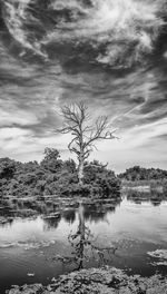 Reflection of tree in lake against sky